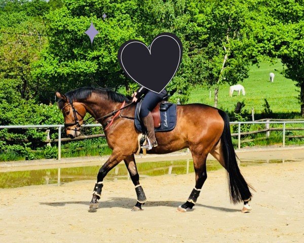 Pferd Mr. Minero (Trakehner, 2021, von Sir Easy)