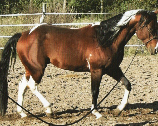 horse DK Dancing Boys Jax (Paint Horse, 2012, from Dancing Snow Boy)