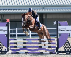 dressage horse Brianne Gold (Oldenburg, 2018, from Serano Gold)