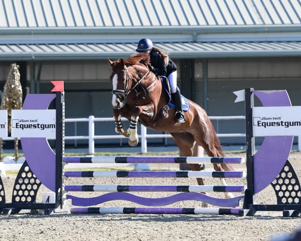 dressage horse Brianne Gold (Oldenburg, 2018, from Serano Gold)
