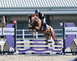 dressage horse Brianne Gold (Oldenburg, 2018, from Serano Gold)