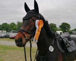 jumper Balerion R (Hanoverian, 2020, from Big Star)