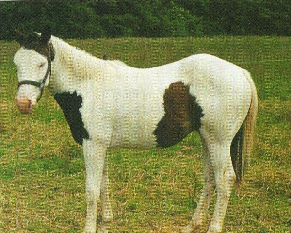 horse Calico´s Lad (Paint Horse, 1994, from Cats Lad)