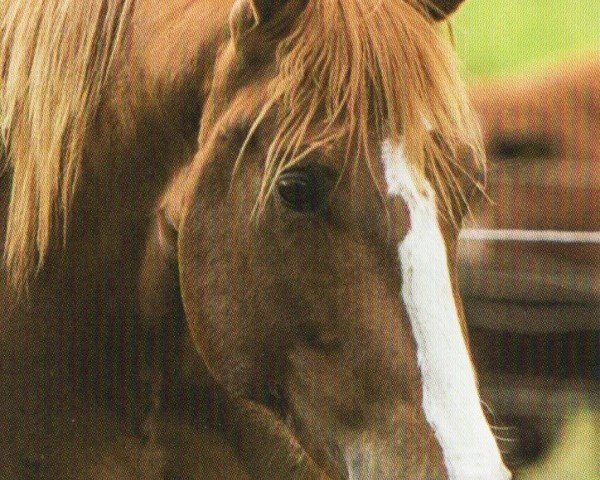 Pferd SH Air To Bev (Quarter Horse, 2014, von Bevs Sujo)