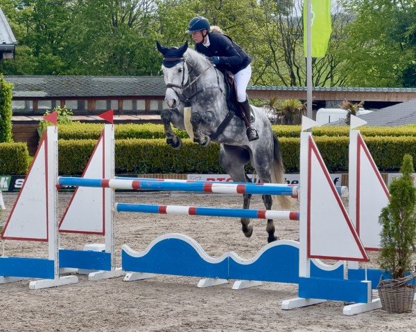 Springpferd Diacoeur (Hannoveraner, 2019, von Diacontinus)