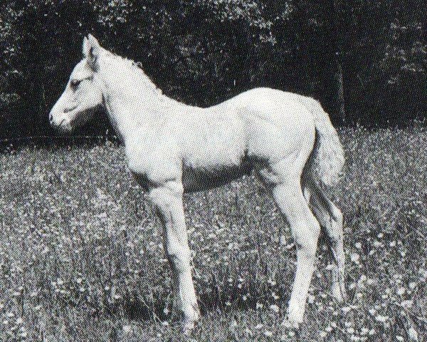 Pferd I´m A Sunny Star (Appaloosa, 1994, von Ev's Red Baron)