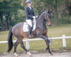 dressage horse Omana N (KWPN (Royal Dutch Sporthorse), 2019, from Beukenvallei's Iconic B)