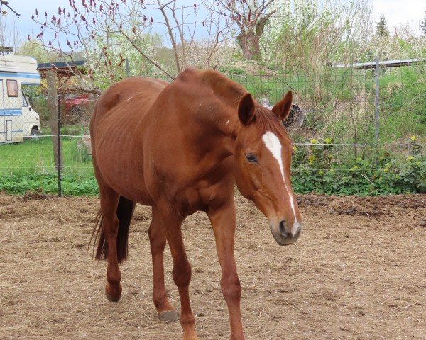 jumper Ivonne 6 (German Sport Horse, 2005, from Landfriese II)
