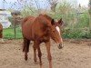 Springpferd Ivonne 6 (Deutsches Sportpferd, 2005, von Landfriese II)