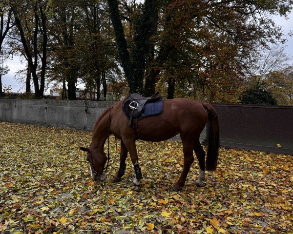 jumper Imperia 27 (Polish Warmblood, 2002, from Zakard)