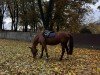 Springpferd Imperia 27 (Polnisches Warmblut, 2002, von Zakard)