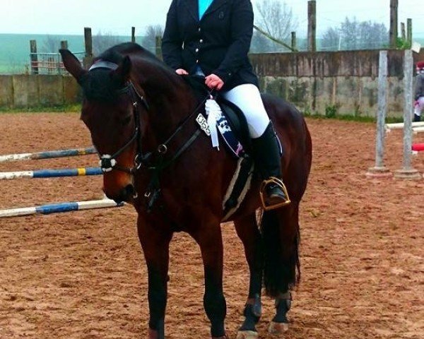 jumper Fideela (German Warmblood, 2001, from Fideel)