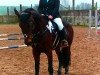 jumper Fideela (German Warmblood, 2001, from Fideel)