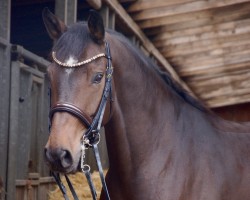 dressage horse Fürst Fahrenheit v (Hanoverian, 2016, from Tannenhof's Fahrenheit)