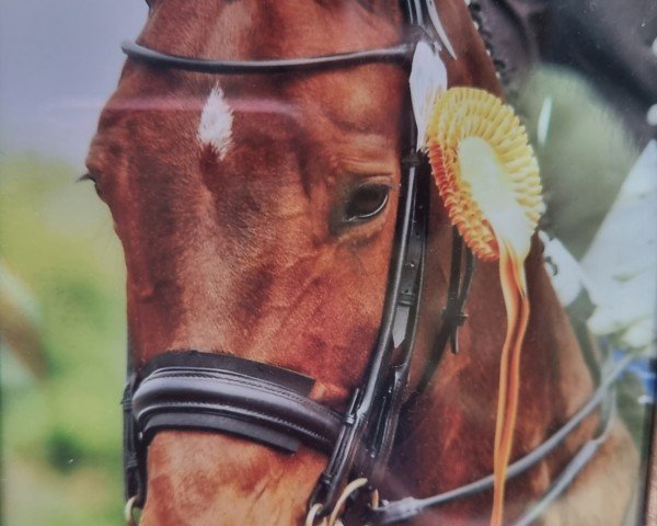 dressage horse Eisshower (Westphalian, 2002, from Show Star)