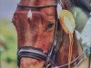 dressage horse Eisshower (Westphalian, 2002, from Show Star)