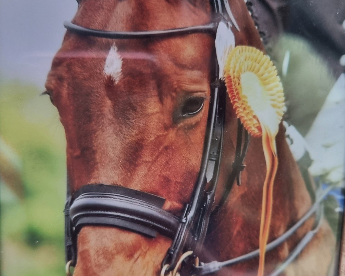 Dressurpferd Eisshower (Westfale, 2002, von Show Star)