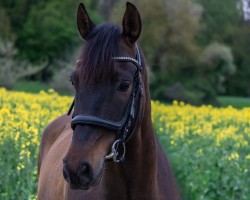 Dressurpferd Ebano 22 (Pura Raza Espanola (PRE), 2019)