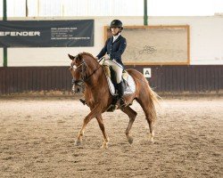 dressage horse Neil Diamond A (German Riding Pony, 2014, from Fs Numero Uno)