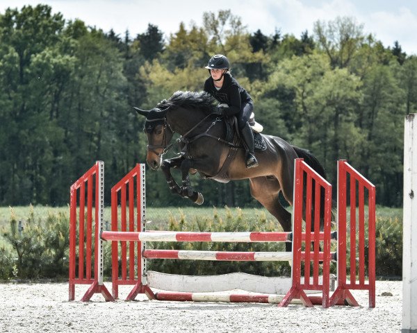 jumper About You 4 (German Sport Horse, 2017, from Askari)