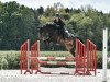 jumper About You 4 (German Sport Horse, 2017, from Askari)