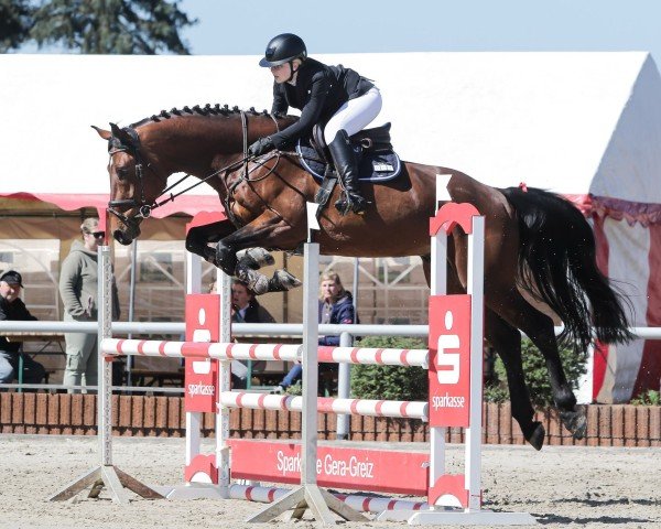 Springpferd Kazan D' Almé (Oldenburger Springpferd, 2019, von Kazan Z)