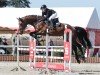 jumper Kazan D' Almé (Oldenburg show jumper, 2019, from Kazan Z)
