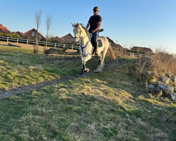 Springpferd Call me Cosmo (Westfale, 2017, von Chap II)