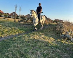 Springpferd Call me Cosmo (Westfale, 2017, von Chap II)