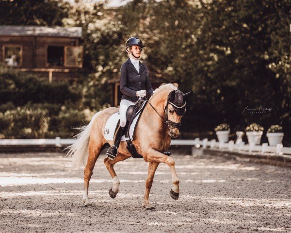 Dressurpferd Delongi (Deutsches Reitpony, 2020, von D-Gold AT NRW)