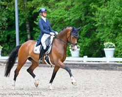 dressage horse Rocking Resi (Hanoverian, 2017, from Rock Springs)