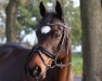 jumper Riko's Powergirl (German Riding Pony, 2010, from Riko)