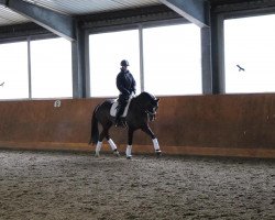 dressage horse Dancing Beauty K (Hanoverian, 2013, from Dancing World)