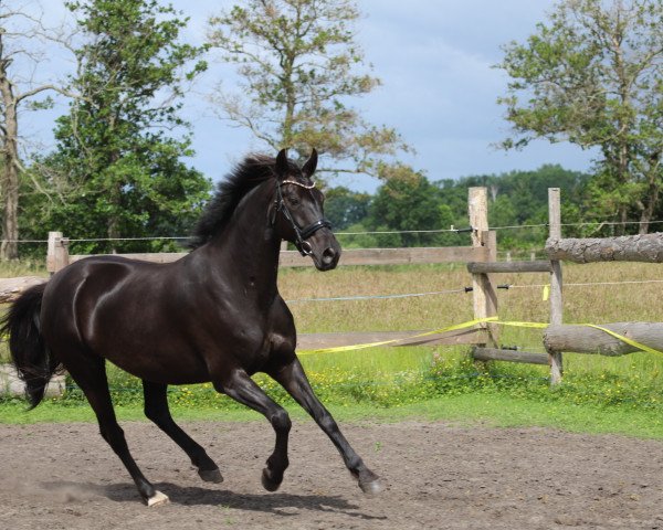 broodmare Devinia (Oldenburg, 2012, from Royal Classic I)