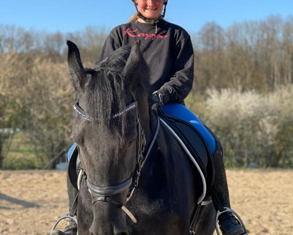 Dressurpferd Freerk 4 (Friese, 2009, von Sybren Friesian Dark)