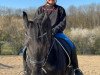 dressage horse Freerk 4 (Friese, 2009, from Sybren Friesian Dark)