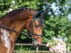 jumper Zinedan Athletic CH (Swiss Warmblood, 2014, from Zinedine)