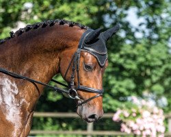 Springpferd Zinedan Athletic CH (Schweizer Warmblut, 2014, von Zinedine)