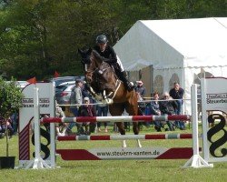 jumper Saphira Z 3 (Zangersheide riding horse, 2020, from Stakkato Gold)