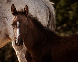 jumper Chubana K (Hanoverian, 2021, from Chubakko)