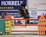 jumper Fiona Ask (Danish Warmblood, 2010, from Ci Ci Senjor Ask)