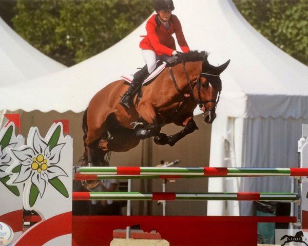 jumper Lord Holstein (Danish Warmblood, 2006, from Lord Z)