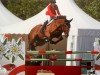 jumper Lord Holstein (Danish Warmblood, 2006, from Lord Z)