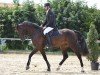 Springpferd Bence Bellini (Rheinländer, 2018, von Bellini Royal)