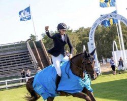 Springpferd Carlsberg HE (Schwedisches Warmblut, 2015, von Clarimo Ask)