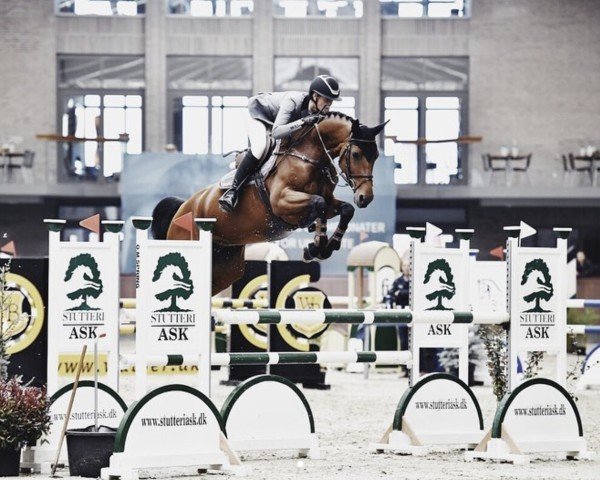 jumper Bella Olympic (Danish Warmblood, 2013, from Bonaparte Z)