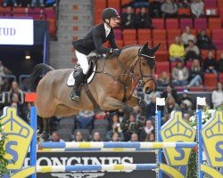 Springpferd Von Chap Son (Schwedisches Warmblut, 2019, von Diamant de Semilly)