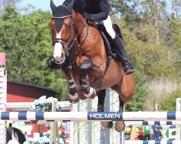 Springpferd Cajza Cavat (Schwedisches Warmblut, 2008, von Caressini L)