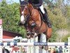 jumper Cajza Cavat (Swedish Warmblood, 2008, from Caressini L)