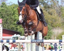 Springpferd Cajza Cavat (Schwedisches Warmblut, 2008, von Caressini L)